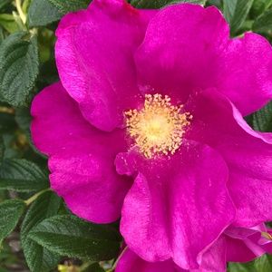 Meet your Posher, Beachroses
